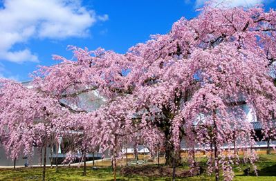 桜