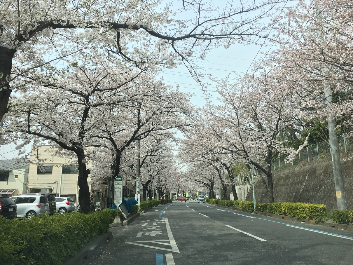 桜